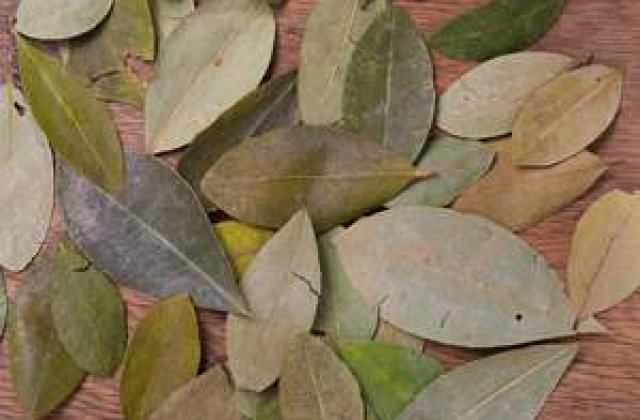 Presedintele Boliviei a mestecat frunza de coca la o reuniune antidrog a ONU