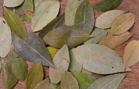 Presedintele Boliviei a mestecat frunza de coca la o reuniune antidrog a ONU