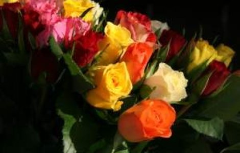 Flori, mobile si bidoane cu apa, "urgentele extreme" in cheltuielile Guvernului