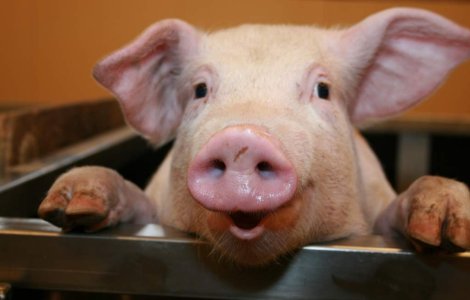 Porci tratati regeste: fara zgomote, curent, noxe sau stres