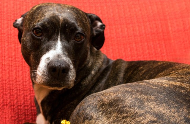 Un barbat din Galati este cercetat penal pentru ca a injunghiat mortal un caine