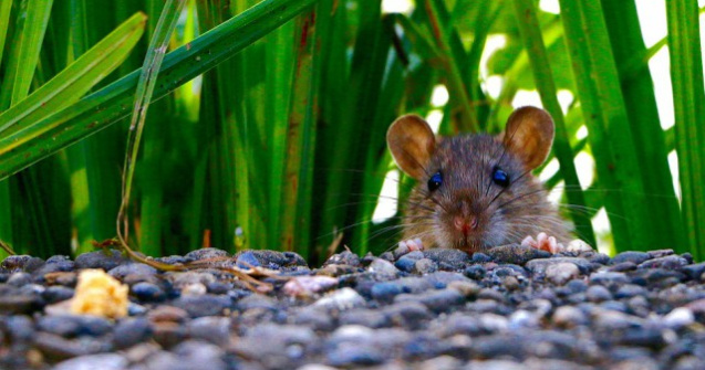  Top  Simt empatie si mostenesc frica: 10 curiozitati despre sobolani