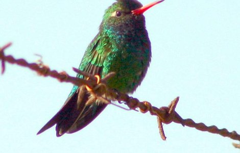  Video  Cum sforaie o pasare colibri?