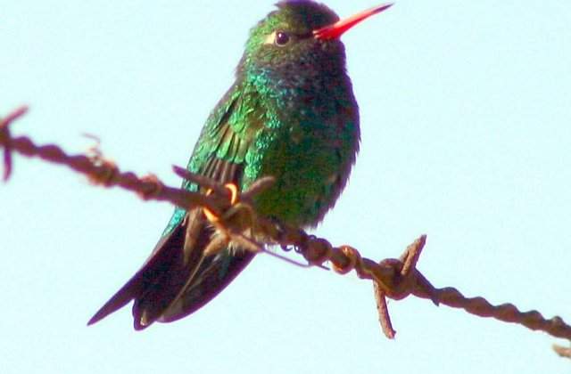 [VIDEO] Cum sforaie o pasare colibri?
