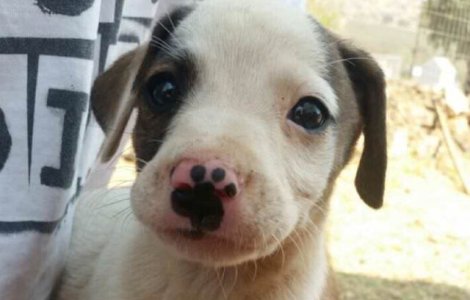  Top  Desprinsi parca din lumea Snapchat-ului: 15+ caini haiosi care iti vor aduce instant zambetul pe buze