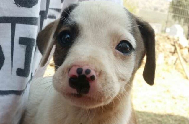 Desprinsi parca din lumea Snapchat-ului: 15+ caini haiosi care iti vor aduce instant zambetul pe buze