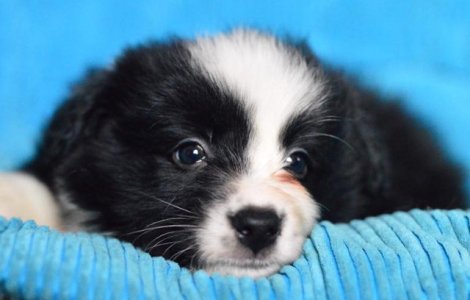 Salvamont cere ajutor pentru numele viitorului caine de avalansa din Prahova