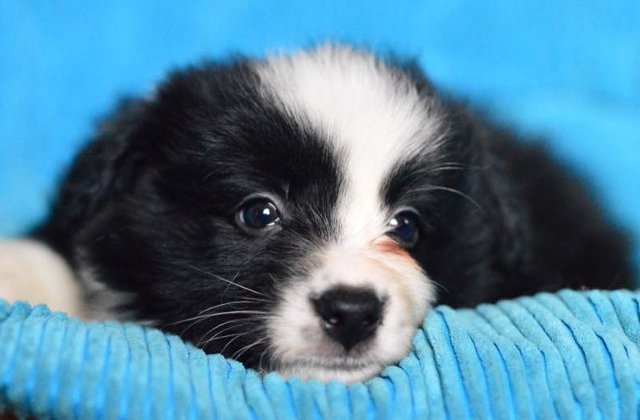 Salvamont cere ajutor pentru numele viitorului caine de avalansa din Prahova