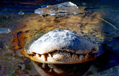 Aligatori surprinsi cu botul la suprafata, pentru a respira, dupa ce apa a inghetat in urma unor temperaturi extreme