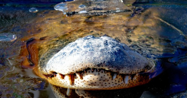 Aligatori surprinsi cu botul la suprafata, pentru a putea respira