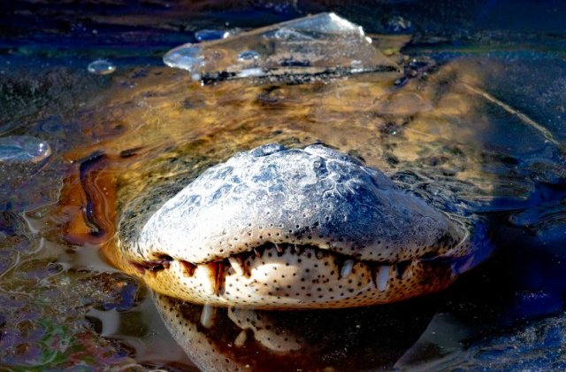 Aligatori surprinsi cu botul la suprafata, pentru a respira, dupa ce apa a inghetat in urma unor temperaturi extreme