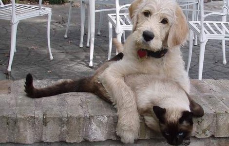 Cainele sau pisica: Care este cel mai bun prieten al copilului?