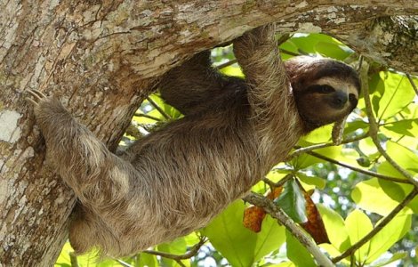  Top  TOP 10 animale de companie interzise pe care oamenii continua sa le cumpere