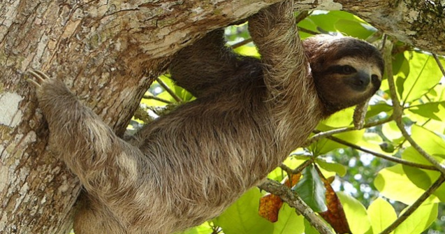  Top  TOP 10 animale de companie interzise pe care oamenii continua sa le cumpere