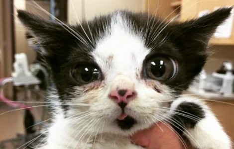 O pisica abandonata cucereste cu infatisarea sa atipica