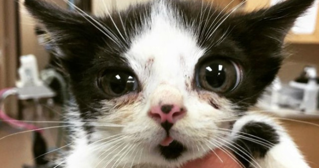 O pisica abandonata cucereste cu infatisarea sa atipica