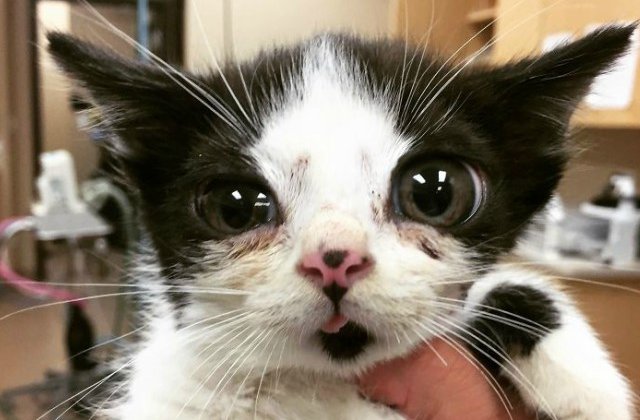 O pisica abandonata cucereste cu infatisarea sa atipica