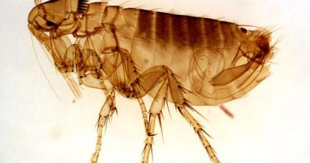 Cum aratau puricii pe vremea dinozaurilor?