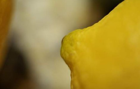 Ce spun sanii despre personalitatea femeilor?