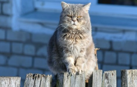 O pisica a distrus un tablou rar si extrem de valoros