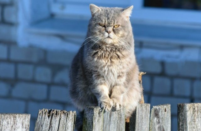 O pisica a distrus un tablou rar si extrem de valoros