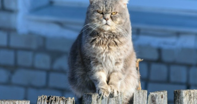 O pisica a distrus un tablou rar si extrem de valoros