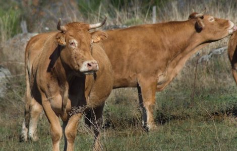 Solutia gasita de India contra vacilor fara stapan care hoinaresc pe strazi