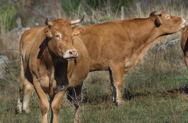 Solutia gasita de India contra vacilor fara stapan care hoinaresc pe strazi