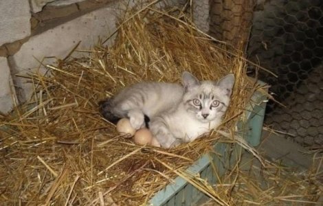  Top  10+ pisici relaxate care se simt ca acasa si in cel mai incomod loc