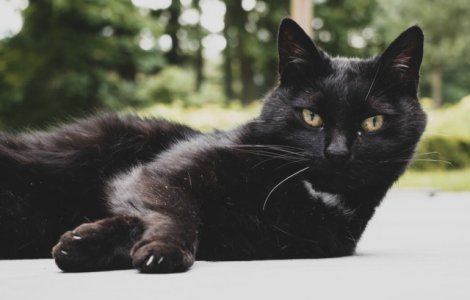 O pisica neagra a patruns pe terenul de fotbal in timpul unei partide si a distrat fanii