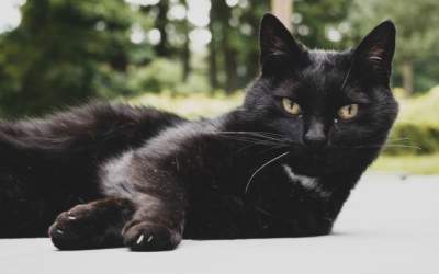 O pisica neagra a patruns pe...