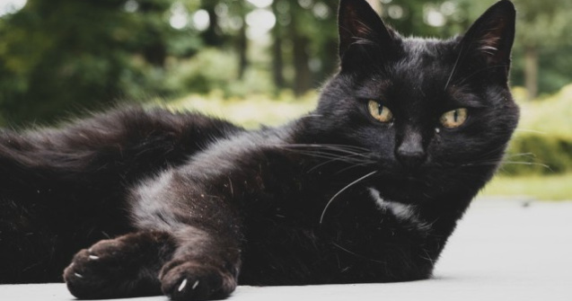 O pisica neagra a patruns pe terenul de fotbal in timpul unei partide