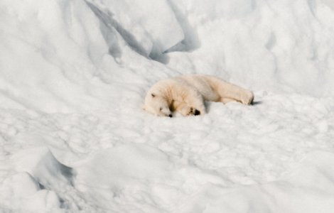 Singurul pui de urs polar din Marea Britanie, fotografiat intr-un parc in timp ce se juca in zapada/ FOTO