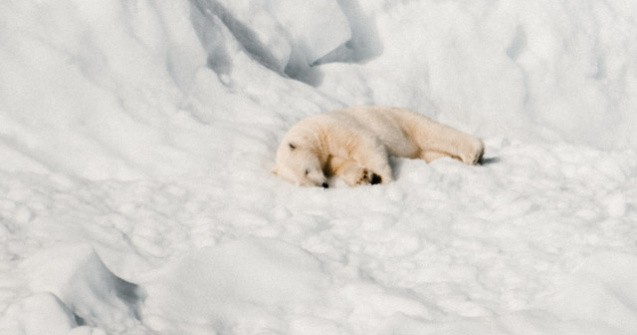 Singurul pui de urs polar din Marea Britanie, fotografiat intr-un parc in timp ce se juca in zapada/ FOTO