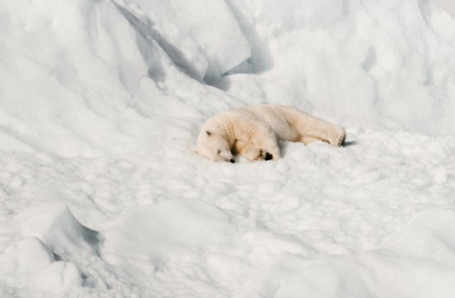 Singurul pui de urs polar din Marea Britanie, fotografiat intr-un parc in timp ce se juca in zapada/ FOTO