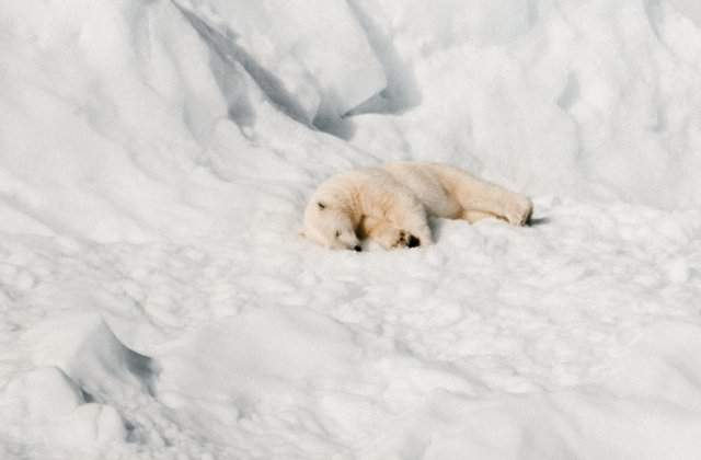 Singurul pui de urs polar din Marea Britanie, fotografiat intr-un parc in timp ce se juca in zapada/ FOTO