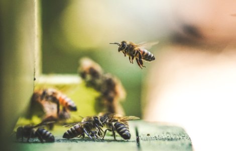Albinele pot rezolva calcule matematice simple, arata un studiu