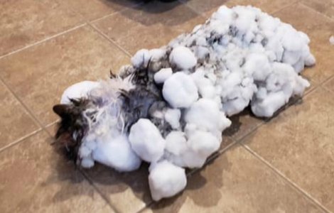 Pisica salvata dupa ce a fost gasita inghetata in zapada