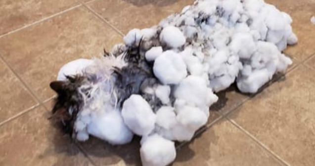 Pisica salvata dupa ce a fost gasita inghetata in zapada