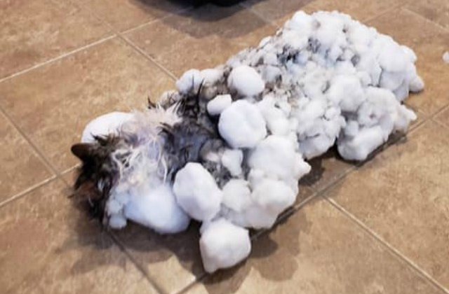 Pisica salvata dupa ce a fost gasita inghetata in zapada