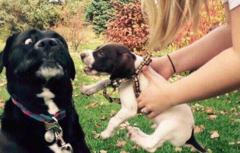  Top  Se sperie de orice! 10+ imagini haioase cu cei mai fricosi caini