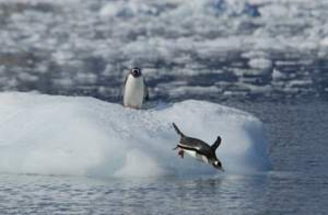Pinguinii, recifurile de corali si testoasele, pe cale de disparitie