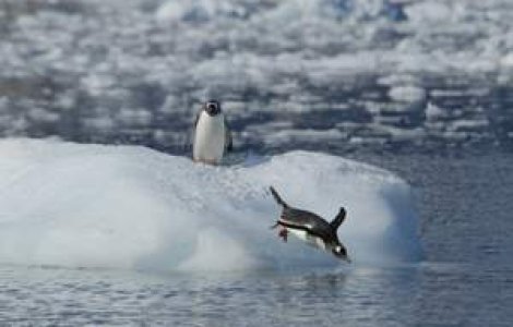 Pinguinii, recifurile de corali si testoasele, pe cale de disparitie