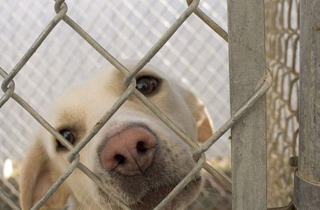 Parlamentarii lucreaza la o noua lege a cainilor fara stapan