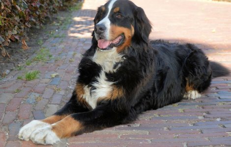  Top  10 rase de caini care latra foarte rar sau deloc