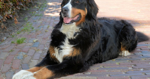  Top  10 rase de caini care latra foarte rar sau deloc