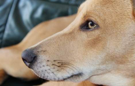 Un caine a dat foc unui bloc de locuinte, dupa ce s-a jucat cu o bricheta