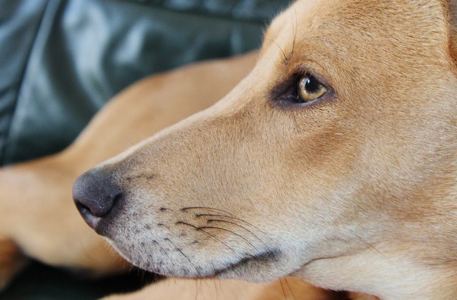 Un caine a dat foc unui bloc de locuinte, dupa ce s-a jucat cu o bricheta