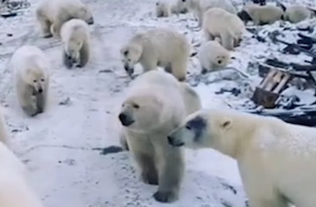 Arhipelagul Novaya Zemlya, Rusia a fost invadat de ursi polari/ VIDEO