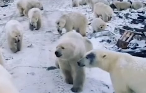 Arhipelagul Novaya Zemlya, Rusia a fost invadat de ursi polari/ VIDEO